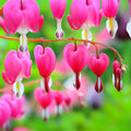 Dicentra spectabilis