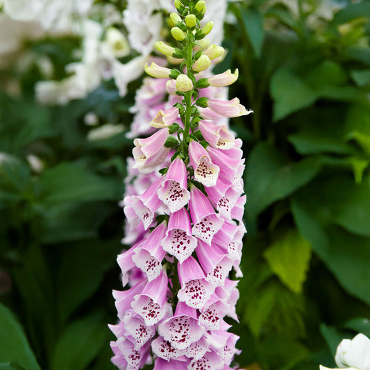 Digitalis 'Dalmatian Rose'