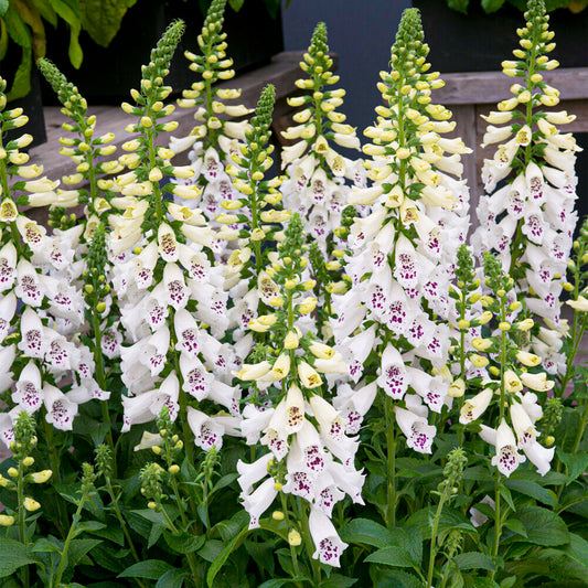 Digitalis 'Dalmatian White'