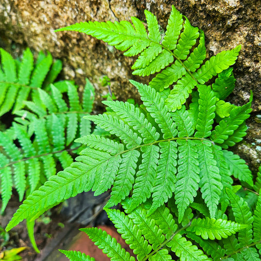 Dryopteris affinis