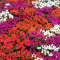 Azalea Mix