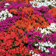Azalea Mix