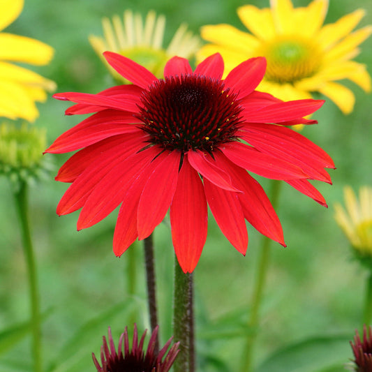 Echinacea Red