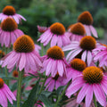 Echinacea purpurea