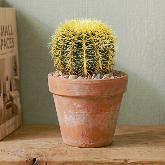 Echinocactus grusonii