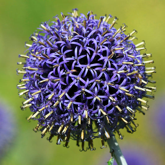 Echinops 'Blue Globe'