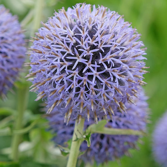 Echinops 'Taplow Blue'