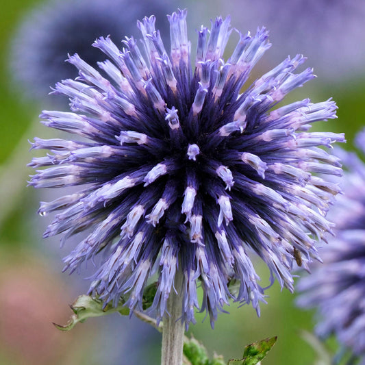 Echinops 'Veitch's Blue'