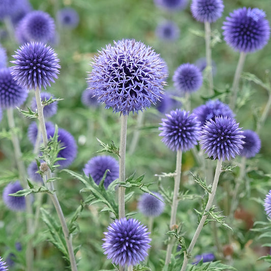 Echinops ritro