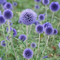 Echinops ritro