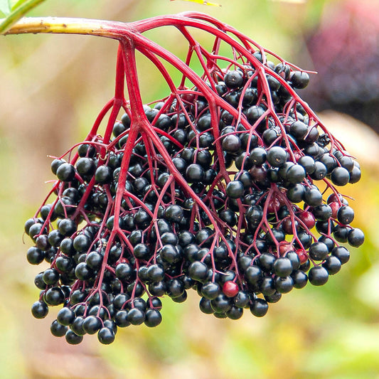 Elderberry 'Haidegg'