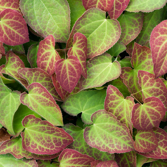 Epimedium 'Frohnleiten'