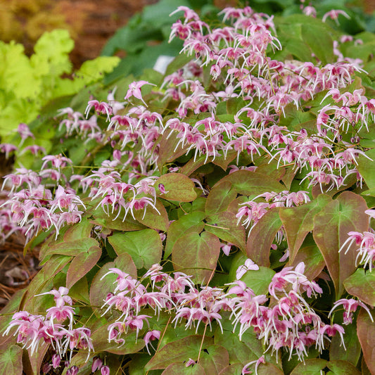 Epimedium 'Pretty in Pink'