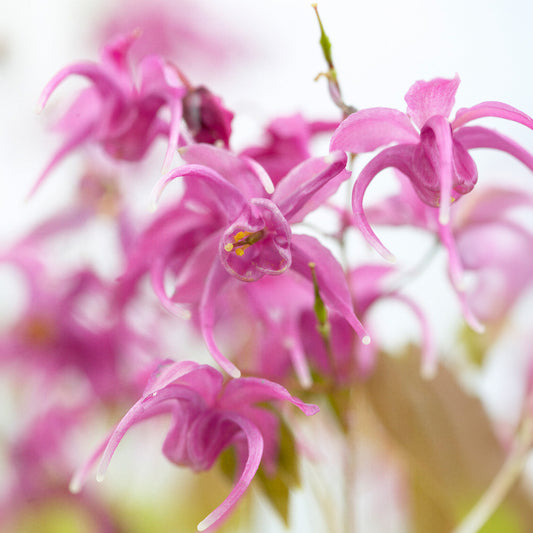 Epimedium 'Rose Queen'