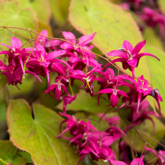 Epimedium 'Royal Purple'