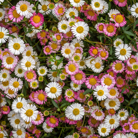 Erigeron 'Sea of Blossom'