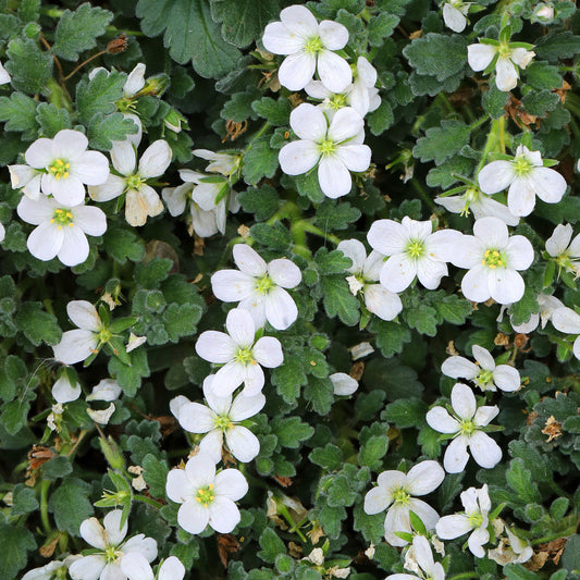 Erodium 'Album'