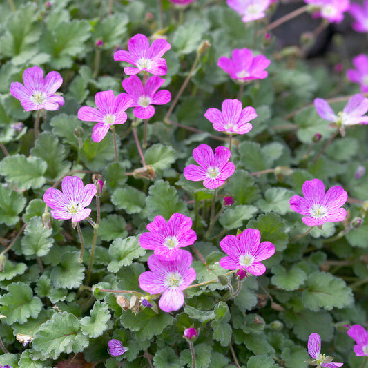 Erodium 'Bishop's Form'