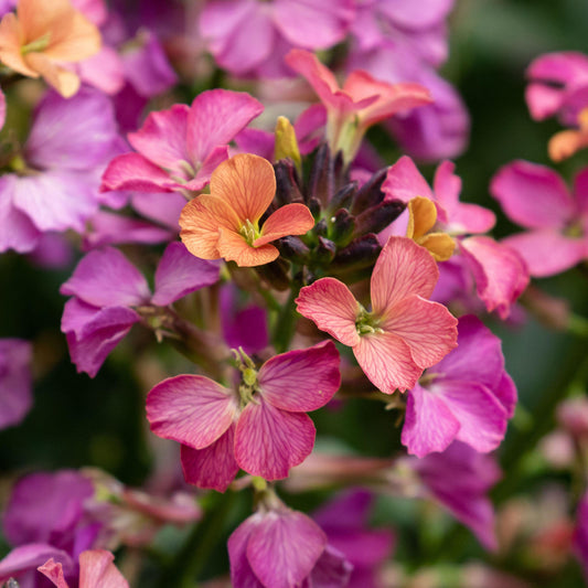 Erysimum 'Constant Cheer'