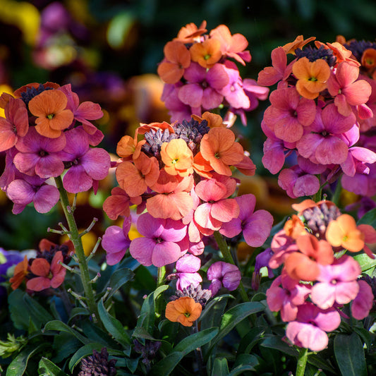Erysimum 'Spring Feeling'