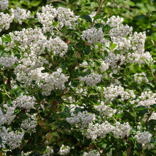 Escallonia 'Iveyi'