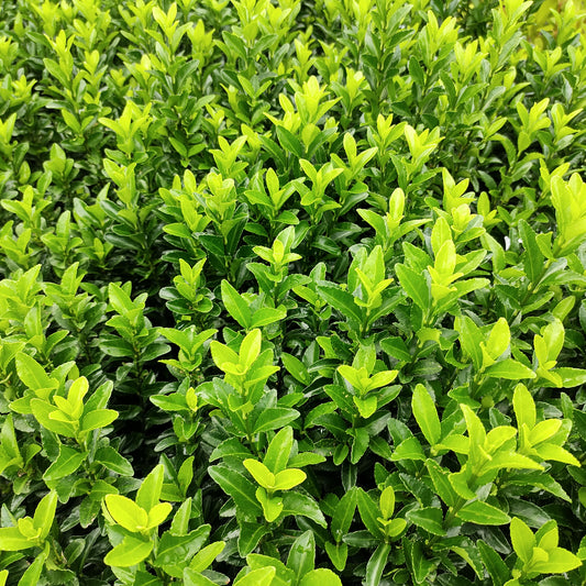 Euonymus 'Green Spire'