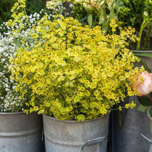 Euphorbia 'Little Treasure'