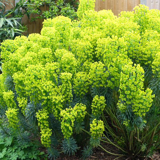 Euphorbia wulfenii