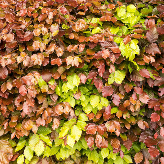 Green Beech Hedge