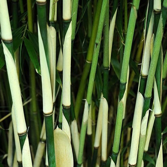 Fargesia 'Formidable'