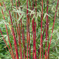 Fargesia 'Frosttip'