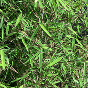 Fargesia angustissima