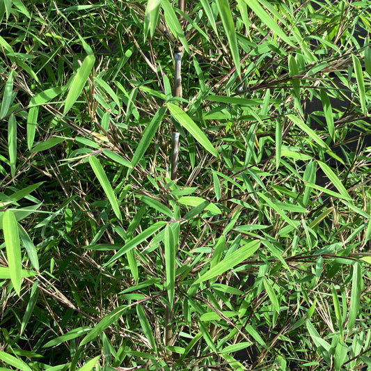 Fargesia angustissima