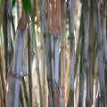 Fargesia papyrifera