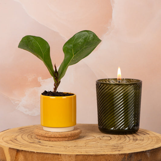 Baby Ficus Lyrata