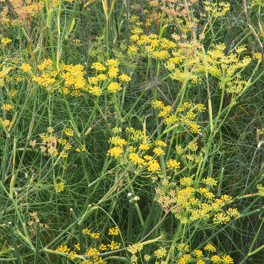 Foeniculum 'Purpureum'