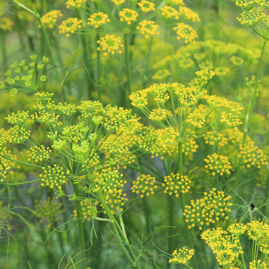 Foeniculum vulgare