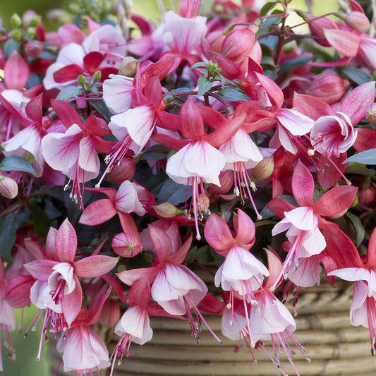 Fuchsia Bella Hilda Basket Plants