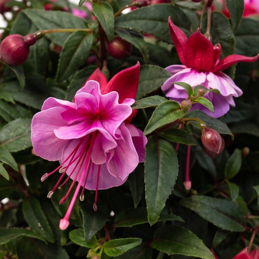 Fuchsia Bella Julia Basket Plants