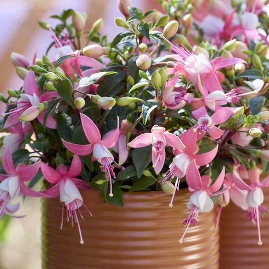 Fuchsia Bella Lisa Basket Plants
