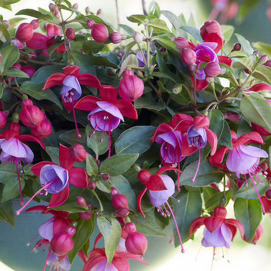 Fuchsia Bella Lydia Basket Plants