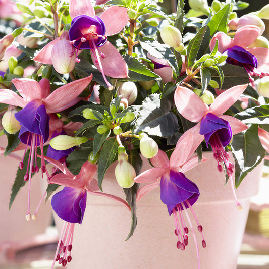 Fuchsia Bella Mariska Basket Plants