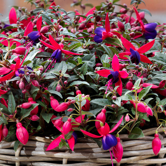 Fuchsia Bella Sacha Basket Plants