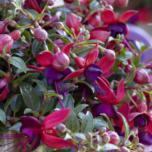 Fuchsia Bella Soila Basket Plants