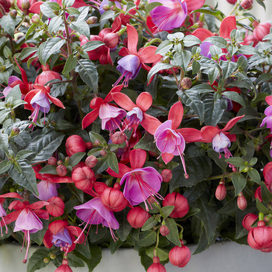 Fuchsia Bella Susanna Basket Plants