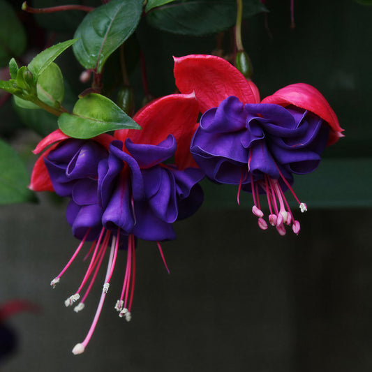 Fuchsia Dark Eyes Basket Plants