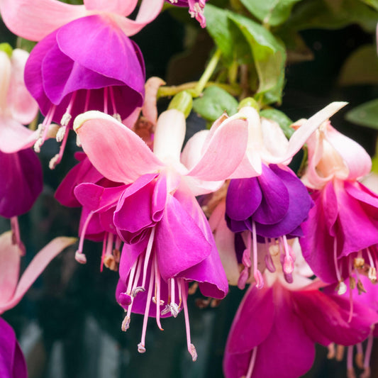 Fuchsia Eva Boerg Basket Plants