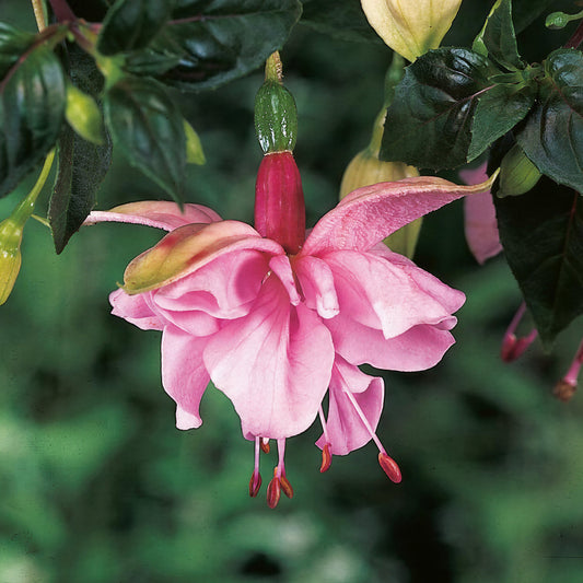Fuchsia Pink Galore Basket Plants