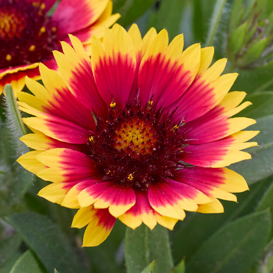 Gaillardia 'Guapa Flamenco Bicolour'