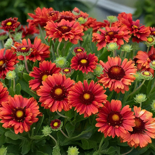 Gaillardia 'Guapa Red'